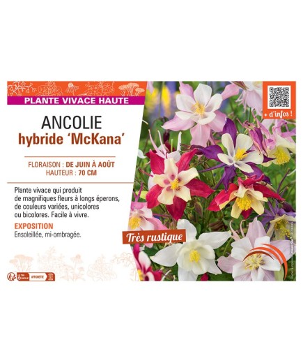 ANCOLIE HYBRIDE McKANA