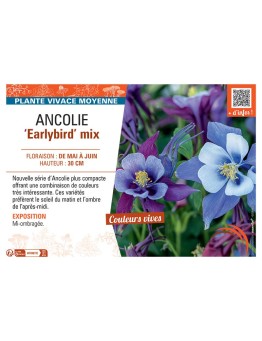 ANCOLIE EARLYBIRD MIX