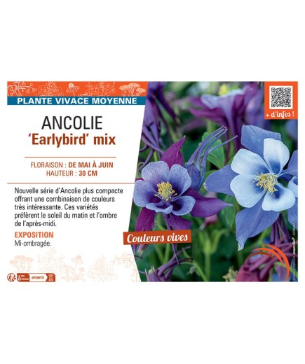 ANCOLIE EARLYBIRD MIX