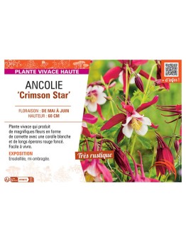 ANCOLIE CRIMSON STAR