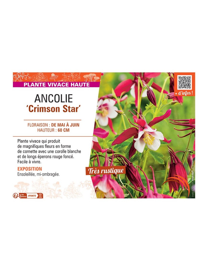 ANCOLIE CRIMSON STAR