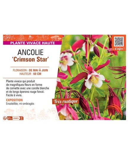 ANCOLIE CRIMSON STAR