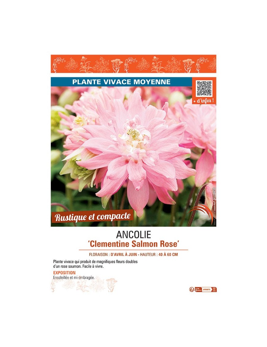 ANCOLIE CLEMENTINE SALMON ROSE
