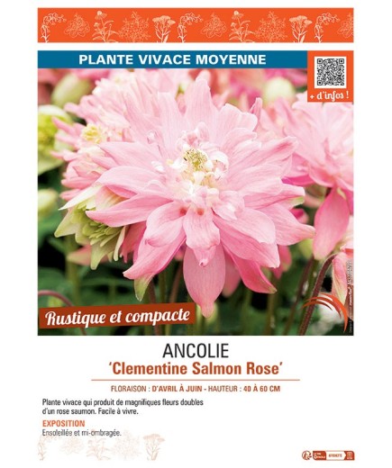ANCOLIE CLEMENTINE SALMON ROSE