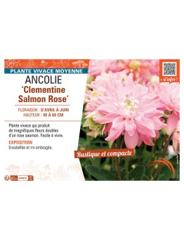 ANCOLIE CLEMENTINE SALMON ROSE
