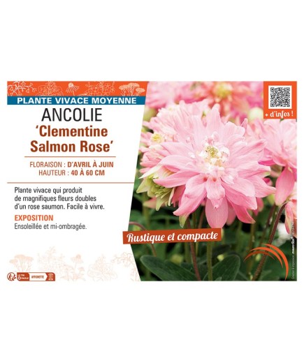 ANCOLIE CLEMENTINE SALMON ROSE