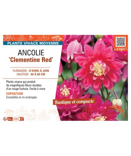 ANCOLIE CLEMENTINE RED