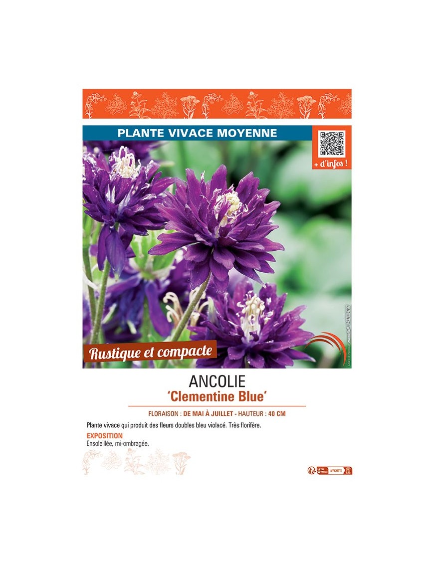 ANCOLIE CLEMENTINE BLUE
