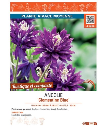 ANCOLIE CLEMENTINE BLUE