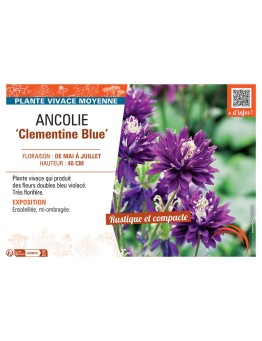 ANCOLIE CLEMENTINE BLUE