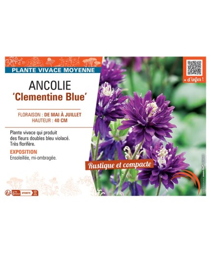 ANCOLIE CLEMENTINE BLUE