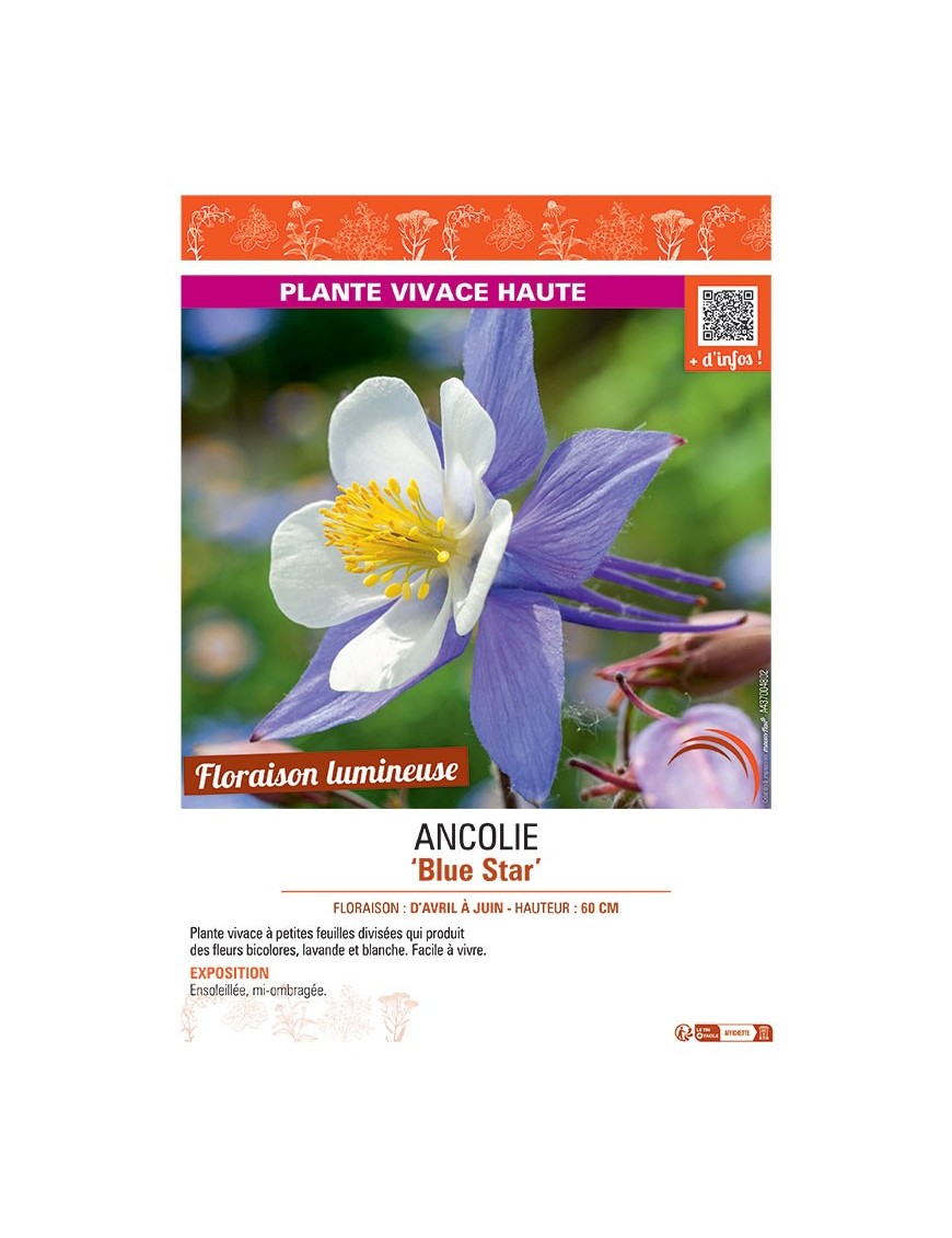 ANCOLIE BLUE STAR