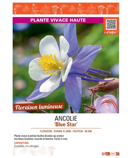 ANCOLIE BLUE STAR