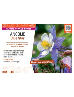 ANCOLIE BLUE STAR