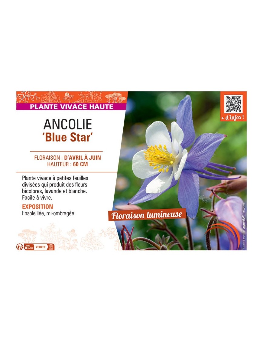 ANCOLIE BLUE STAR