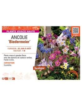 ANCOLIE BIEDERMEIER