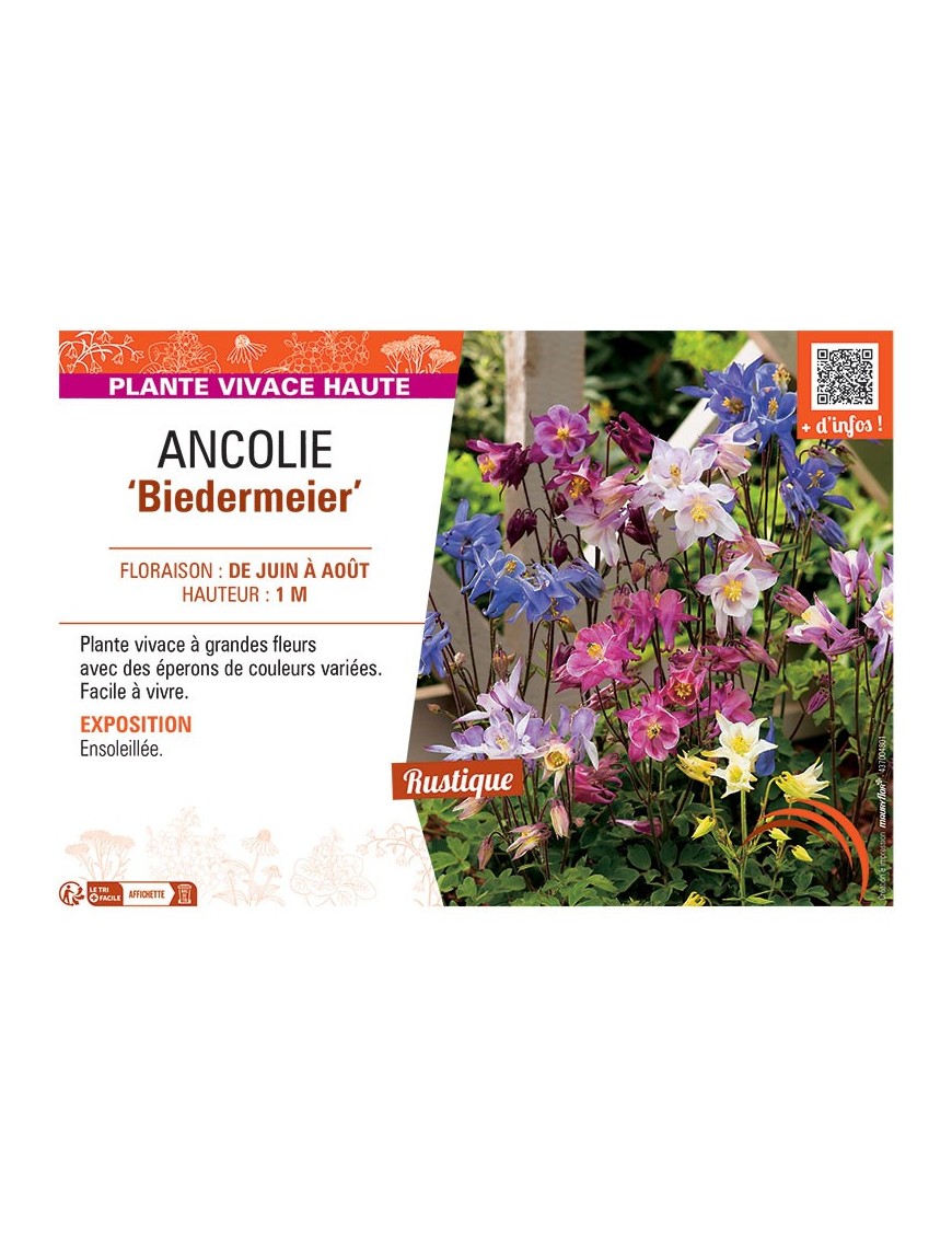 ANCOLIE BIEDERMEIER