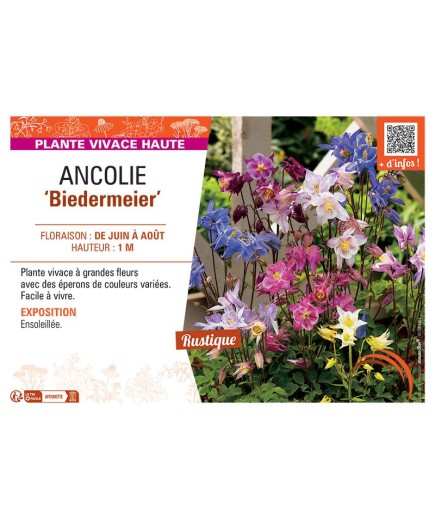 ANCOLIE BIEDERMEIER