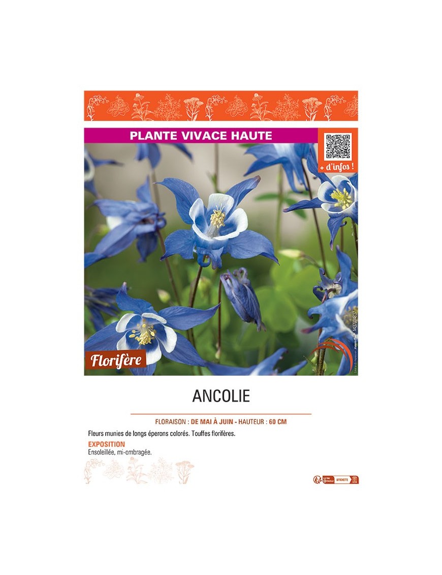 ANCOLIE (bleu-blanc)