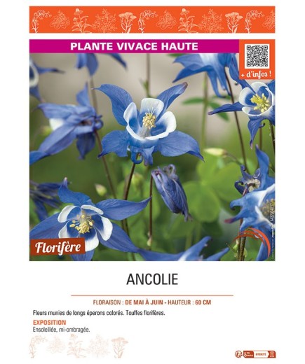 ANCOLIE (bleu-blanc)