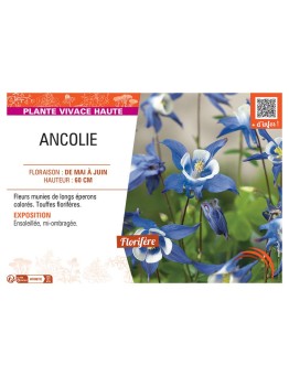 ANCOLIE (bleu-blanc)