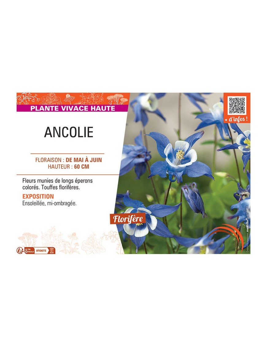 ANCOLIE (bleu-blanc)