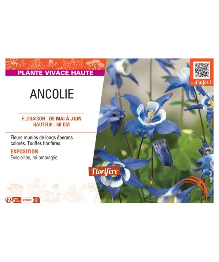 ANCOLIE (bleu-blanc)