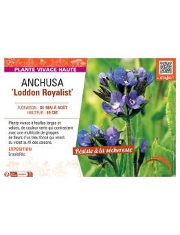 ANCHUSA LODDON ROYALIST