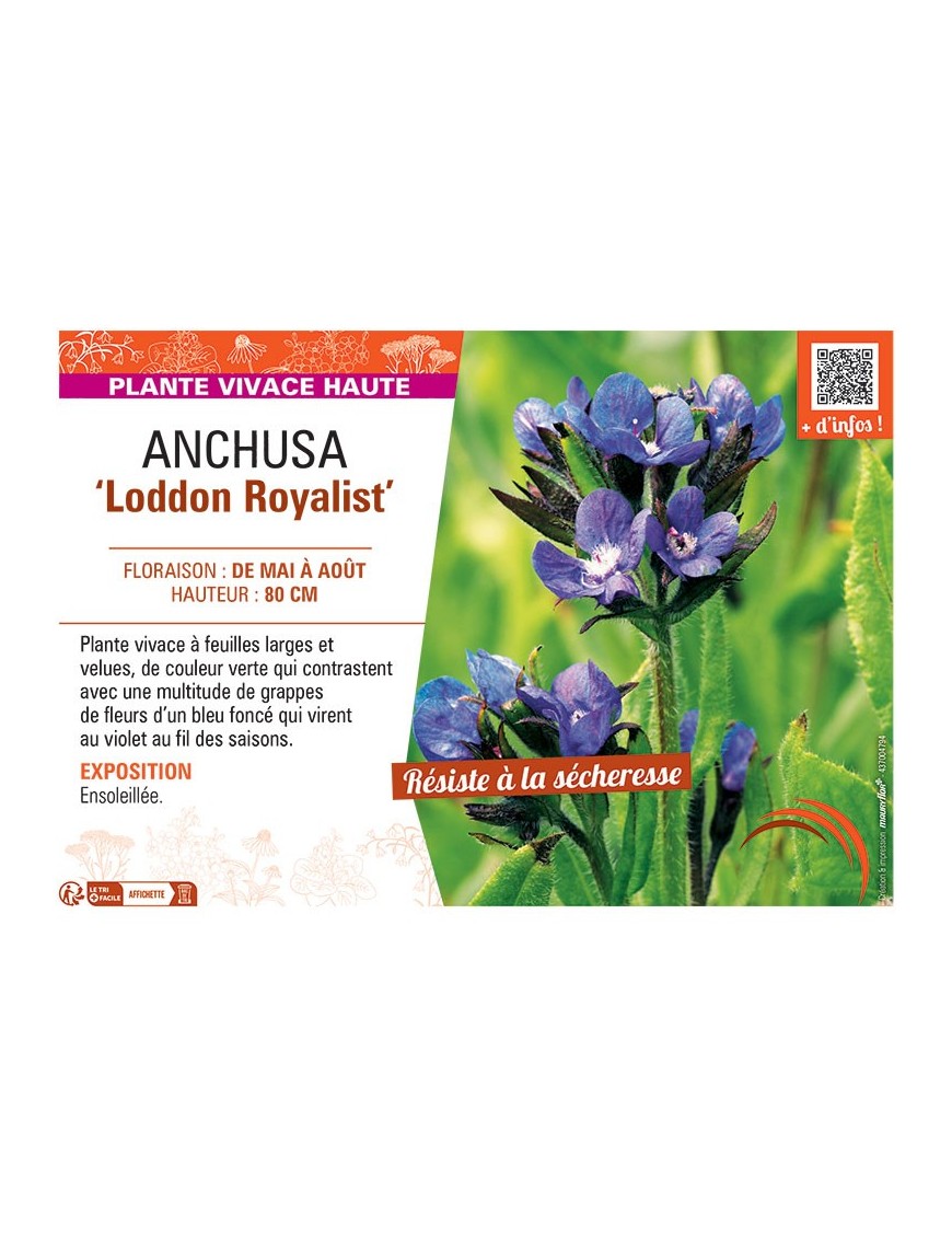 ANCHUSA LODDON ROYALIST