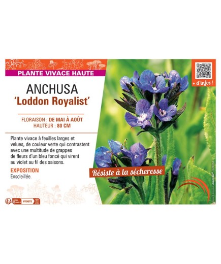 ANCHUSA LODDON ROYALIST