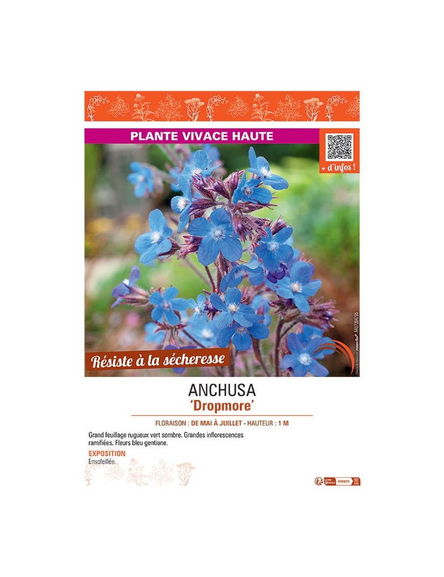 ANCHUSA DROPMORE
