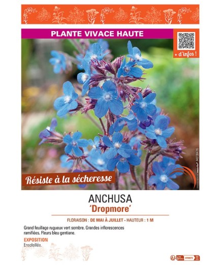 ANCHUSA DROPMORE