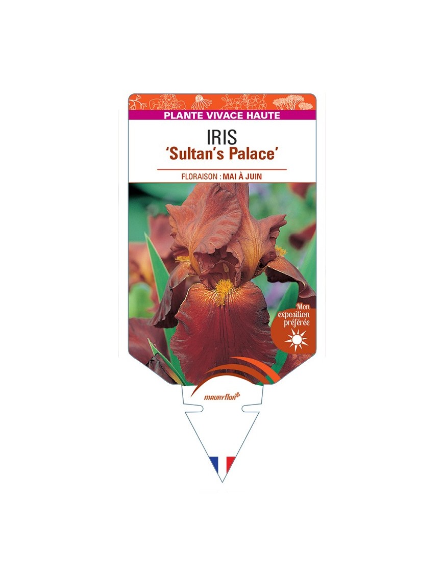 IRIS (germanica) Sultan's Palace