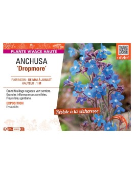 ANCHUSA DROPMORE