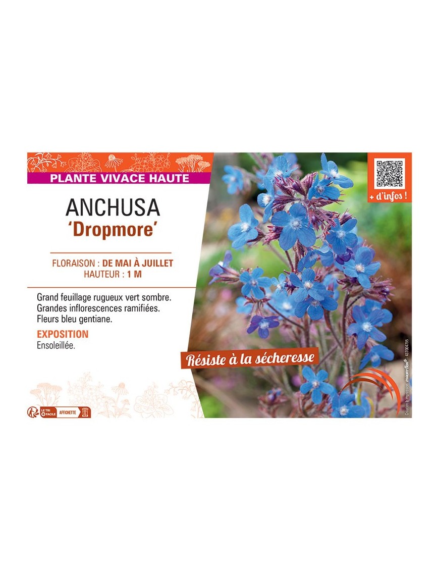 ANCHUSA DROPMORE