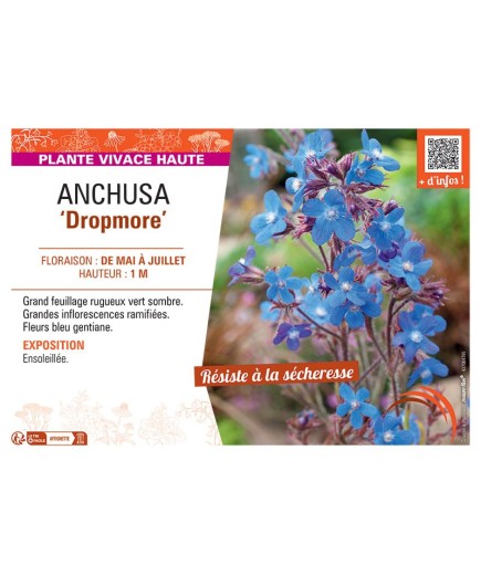 ANCHUSA DROPMORE