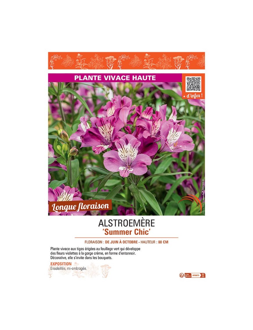 ALSTROEMERE SUMMER CHIC