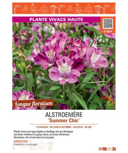 ALSTROEMERE SUMMER CHIC