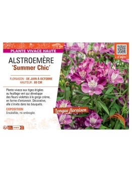 ALSTROEMERE SUMMER CHIC