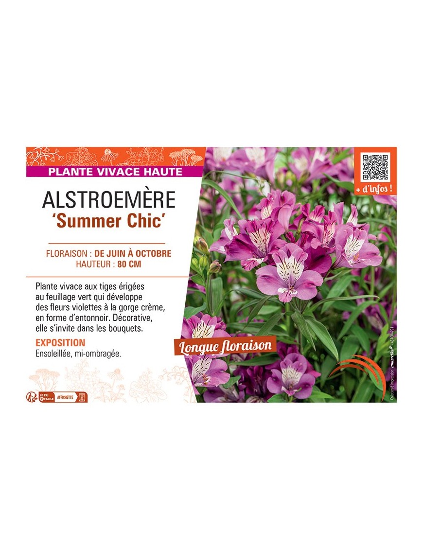 ALSTROEMERE SUMMER CHIC
