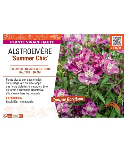 ALSTROEMERE SUMMER CHIC