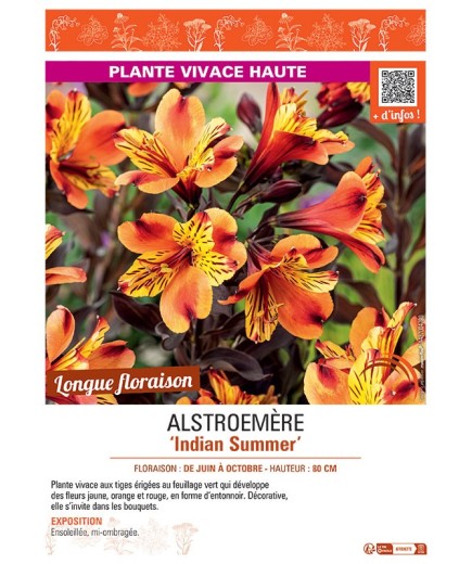 ALSTROEMERE INDIAN SUMMER