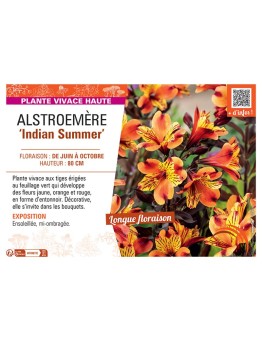 ALSTROEMERE INDIAN SUMMER