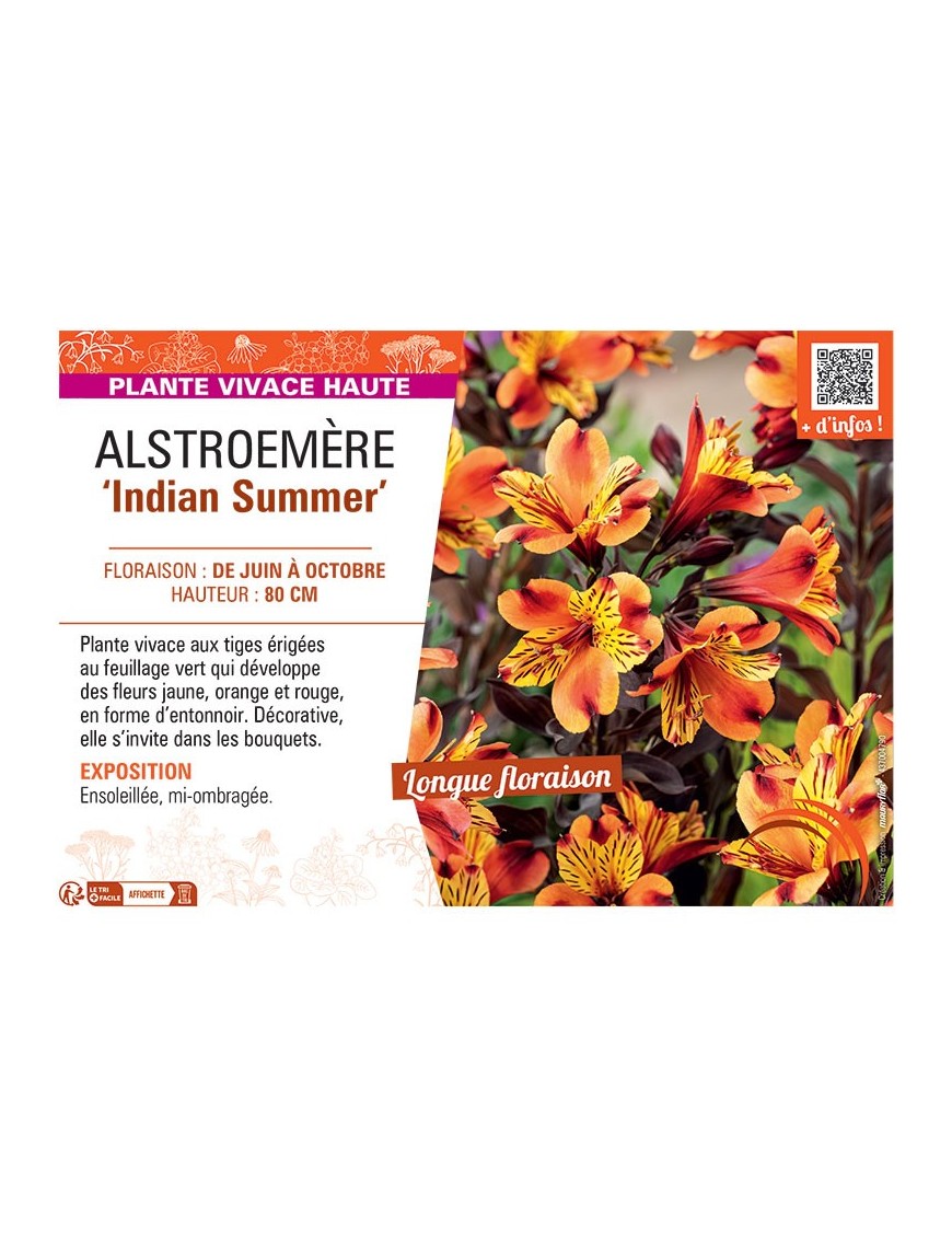 ALSTROEMERE INDIAN SUMMER