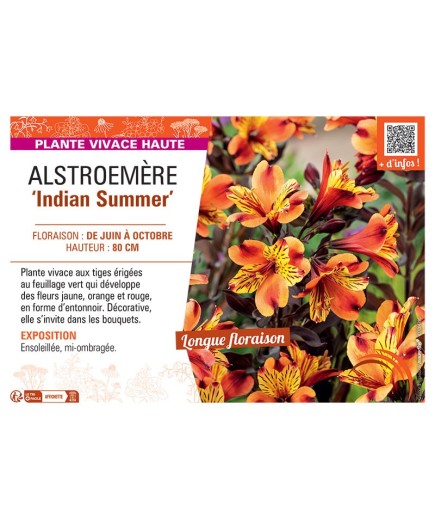ALSTROEMERE INDIAN SUMMER
