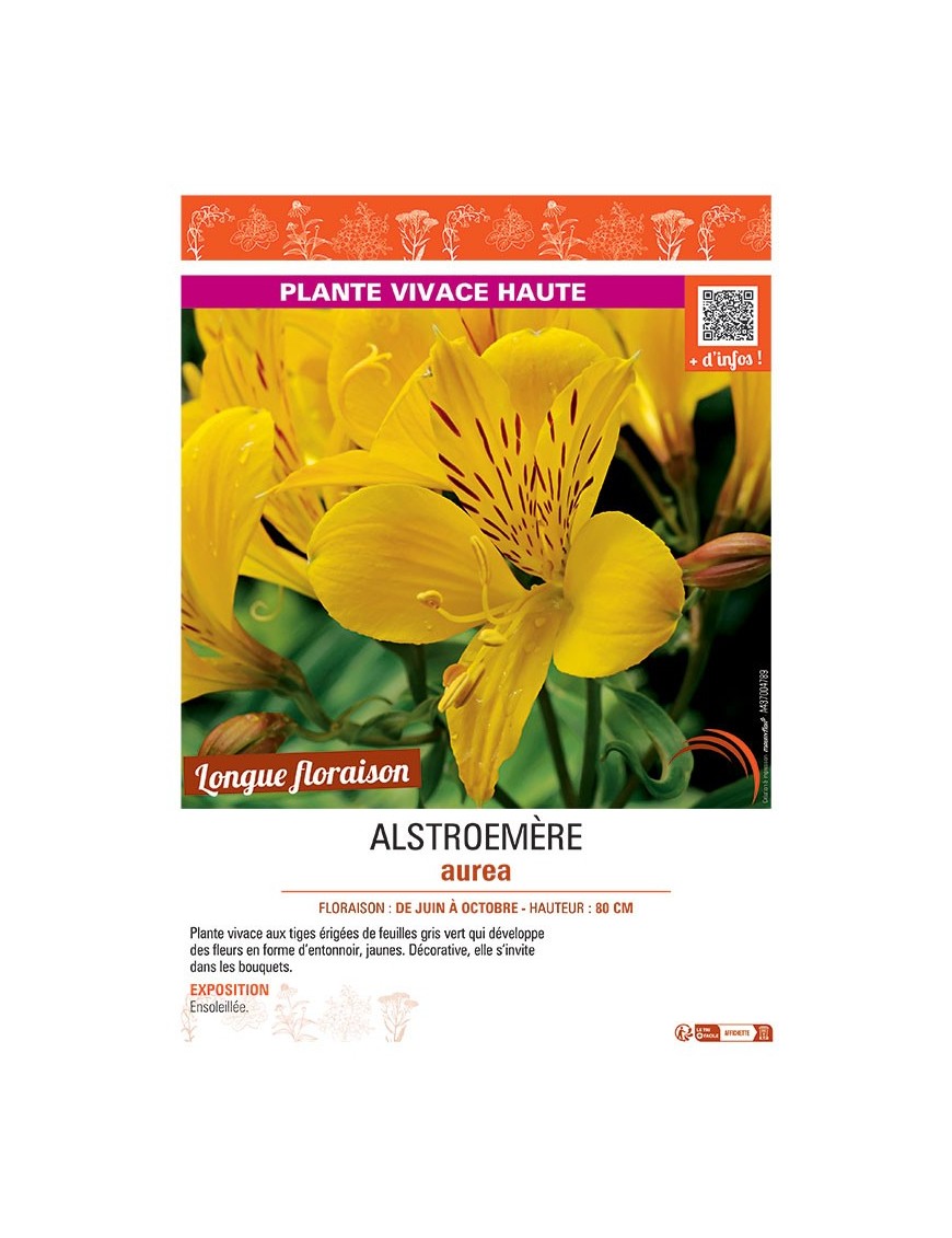 ALSTROEMERE AUREA