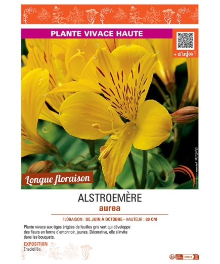 ALSTROEMERE AUREA
