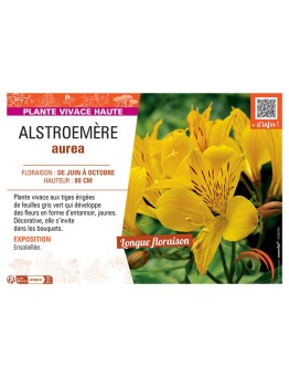 ALSTROEMERE AUREA