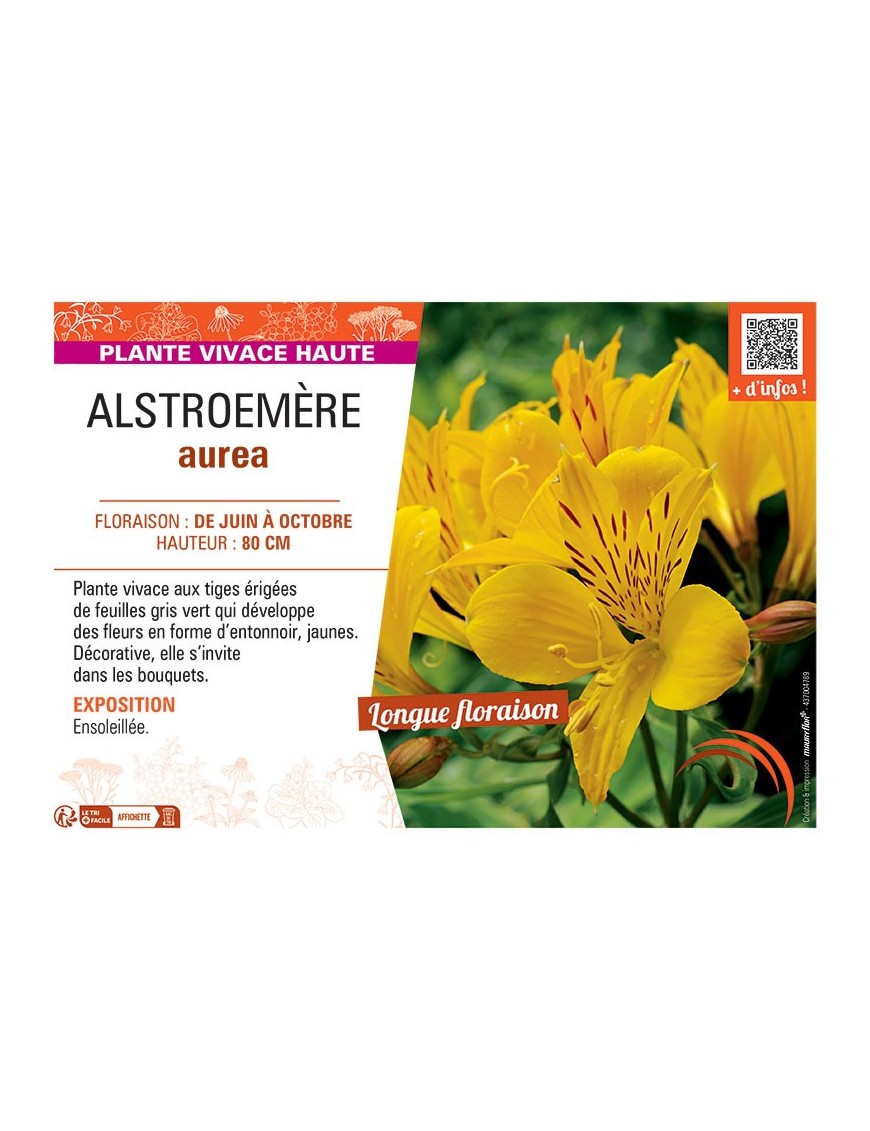 ALSTROEMERE AUREA