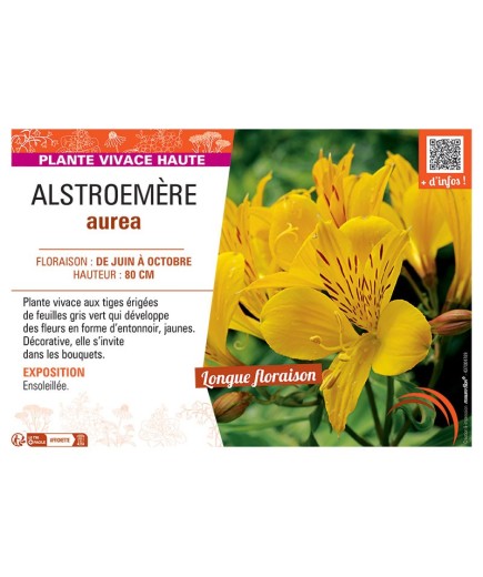 ALSTROEMERE AUREA